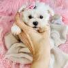 Maltese, Pugs, French Bulldogs, Morkies, Maltipoo, Cavapoos, Morkies, chihuahuas