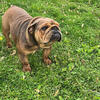 English Bulldog Female