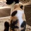 Exotic shorthair calico