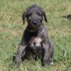 akc irish wolfhound girls