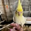 baby lutino cockatiels