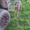 Full blooded Cane Corso puppies Females