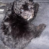 Denim the sweet male cavapoo