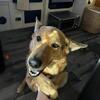 Molly, German Shepherd/Collie for Rehoming in Greenville SC area