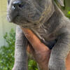 Exotic bully
