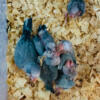 Hand fed Baby Quaker