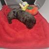 Ckc mini dachshund