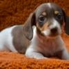 Miniature dachshund for sale in China Grove NC