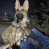 Rehoming AKC German Shepherd