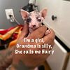 calico sphynx kitten veuns litter