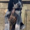 Bluetick coonhound puppies READY NOW