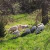 Grass fed feeder lambs