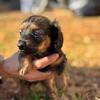 Full blooded daschund puppies 