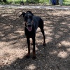 AKC Registered Black/Rust Female Doberman