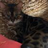 Two Bengal Cats for Sale