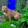 Xl American Bully Puppies For Sale