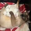 7 Siamese kittens ready for new homes in October