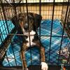 Rehoming Dog 