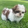 Cute little Shih Tzu - AKC Registered - Zoey (Born 6/5/24)