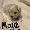 Maltipoo puppies from loving home