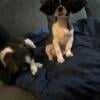 Shih Tzu puppies ready now