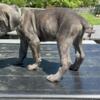 Cane Corso pups ready for new home