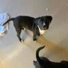 Blue nose-American staffy/Bassett hound mix puppies