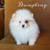 Dumpling- tiny parti Pom