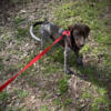 German Shorthair pointer / Rehoming