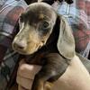 AKC Dachshund - Charlie 
