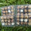 Coturnix quail eggs