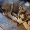 Last Male Husky Puppy