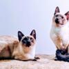 Siamese Seal point kittens available to approved loving homes.  .