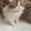 Persian Kitten Available