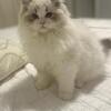 Purebred TICA Ragdoll kittens in Matthews, NC