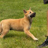 AKC Shiba Inu puppies in Indiana litter of 7