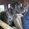 Cane Corso Hansel  and Squeakers