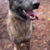 1.5 Year old Male Dutch Shepherd