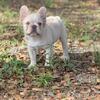 Fluffy Frenchbulldog