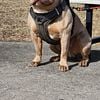 Lilac tri American bully pocket stud