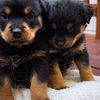 AKC German Rottweilers Puppies (Atlanta , GA )
