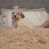 Cavapoo female and male puppy $550