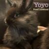 Yoyo, Giant Lionhead doe/girl baby bunny rabbit