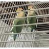 Last Chance > Peachface Lovebird proven breeding pair!