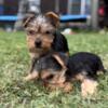 Adorable Yorkie Puppies