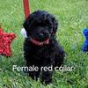 Cockapoo puppies