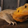 Bearded Dragon