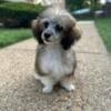 Registered Sable Toy Poodle