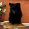 Female Pomeranian Pup