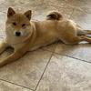 Shiba Adult Available - Great temperament